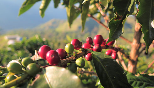 COFFEE BEANS
